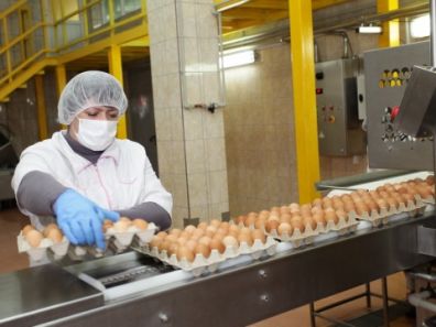 Нижегородское предприятие наладило единственное в России производство жидких яйцепродуктов и удобрений из яичной скорлупы