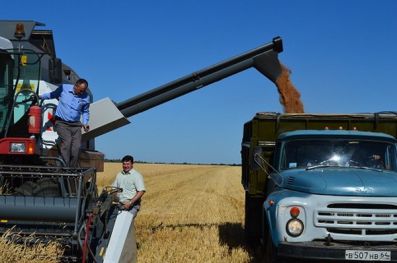 Саратовские хлеборобы намолотили более 3,5 млн. тонн зерна