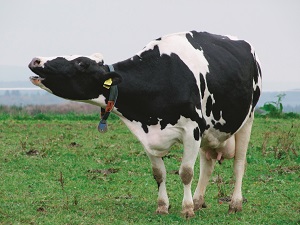 Молочный скот на подворьях:  перспективы и первые результаты работы программы «Пять плюс»
