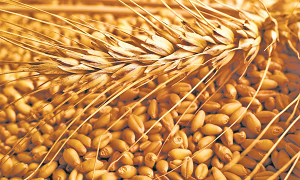 Казахстанский бренд – пшеница: куда пропало качественное зерно?