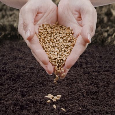 В Курганской области остро стоит вопрос обеспечения посевной качественными семенами