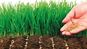 Технологии обработки почвы и производство зерна на Южном Урале