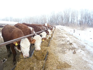 Откорм бычков: влияние фуза подсолнечного на переваримость питательных веществ рационов и азотистый обмен