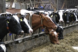 В Башкортостане участники программы «500 ферм» по итогам года увеличат производство молока более чем на 6%