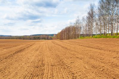 В Казахстане будут увеличены площади масличных и кормовых культур