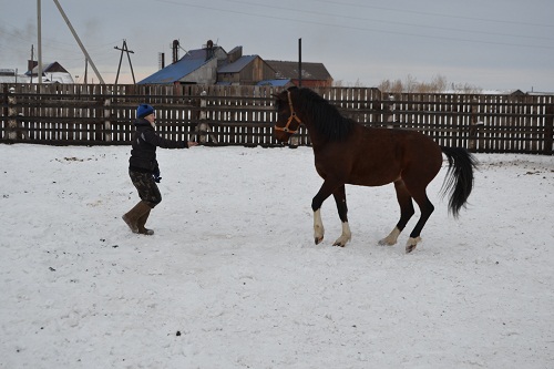 В Зауралье зарегистрирован племенной репродуктор по разведению лошадей русской рысистой породы