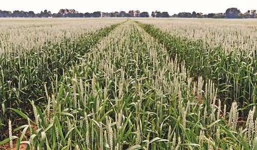 Взаимодействие системы обработки почвы и средств химизации в агротехнологии яровой пшеницы: в различных почвенно-климатических зонах Курганской области