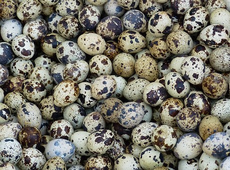 Пермский край поставляет перепелиные яйца в Кировскую область