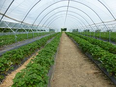 В Агрохолдинг Ульяновской области войдет ряд перспективных  сельхозпредприятий