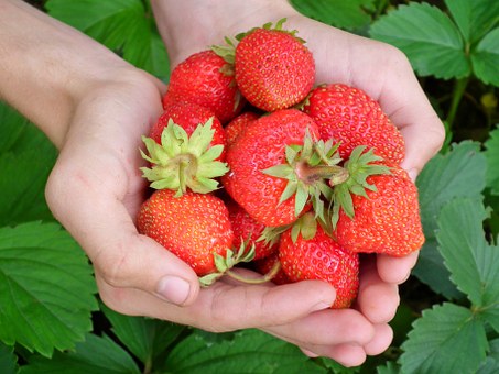 В Нижегородской области заложат ягодный сад на 50 га