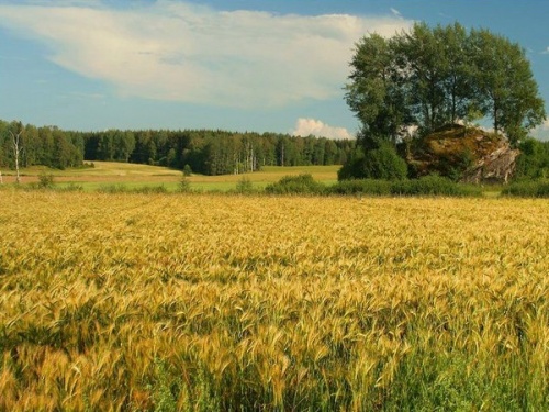 В Томской области площадь особо ценных сельхозугодий предлагается увеличить более чем в 12 раз