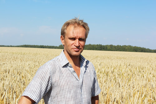 Новый сорт яровой пшеницы АЛАБУГА интересует аграриев