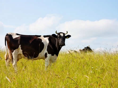 В Курганской области поголовье крупного рогатого скота привито от заразного узелкового дерматита 