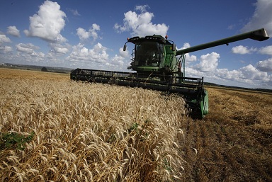 Аграрии Нижегородской области планируют собрать около 1 млн 200 тысяч тонн зерна 