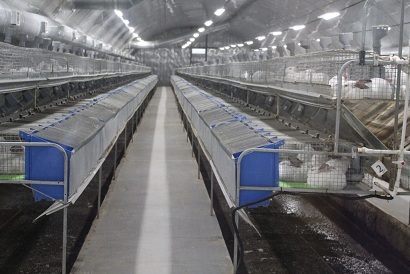 В Омской области единственная за Уралом кролиководческая ферма наращивает производство мяса