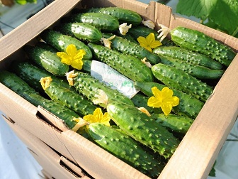 В Саратовской области первый урожай тепличных огурцов поступает в продажу