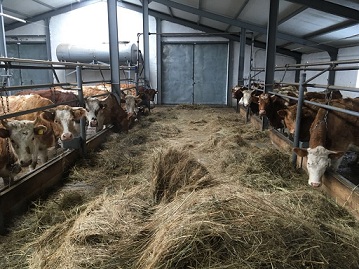 В Оренбургской области благодаря фермерскому гранту построена еще одна молочная ферма