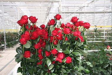В Мордовии предприятие вырастило более 34 млн роз в 2018 году