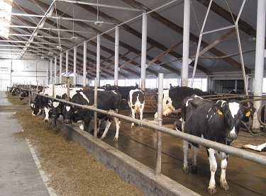 Кировская область впервые с середины XX века вошла в число благополучных регионов по лейкозу крупного рогатого скота