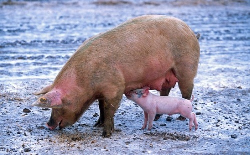 Минсельхоз ожидает рост производства свинины в 2019 году