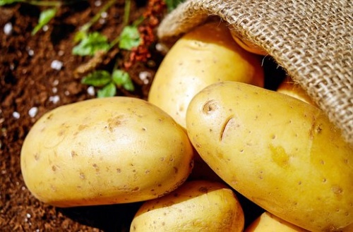 Тюменская агрофирма построит два картофелехранилища ближе к месту выращивания продукции