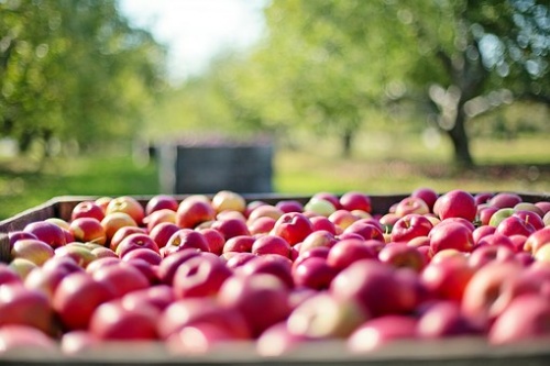 Производство плодов и ягод в России вырастет на 41% к 2024 году