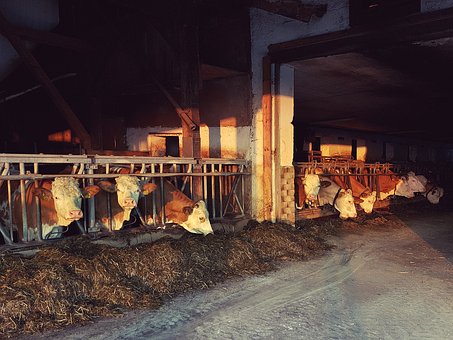 В Тюменской области продолжается рост объемов производства животноводческой продукции