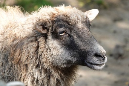 В Курганской области развивается овцеводство
