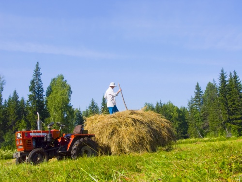 В Татарстане заготовили 470 тыс тонн кормов
