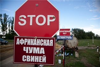 В Ульяновской области – вспышка африканской чумы свиней