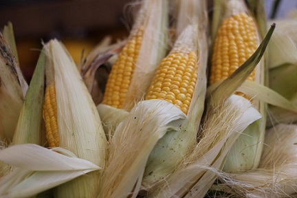 В Оренбуржье продолжается уборка кукурузы и подсолнечника