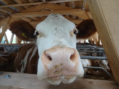 В Ульяновский аграрный университет завезли коров