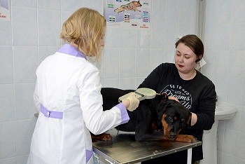 В Кировской области открылся новый ветеринарный участок