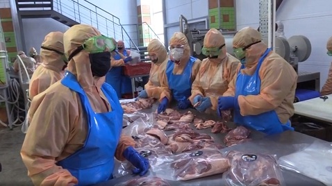 Фермеры Татарстана производят утятину в условиях пандемии