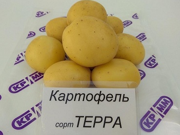Тюменская агрофирма запатентовала новый сорт картофеля