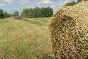 В Тюменской области заготовка сена перевалила за экватор