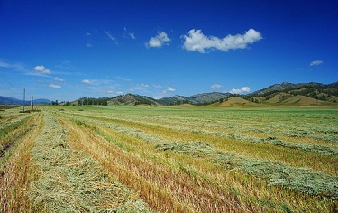 Алтайские аграрии намолотили 212 тысяч тонн гречихи