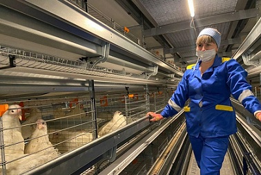 В Кировской области поголовье птицефабрики достигнет миллиона