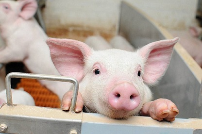 В Омской области разводят свиней с канадской генетикой