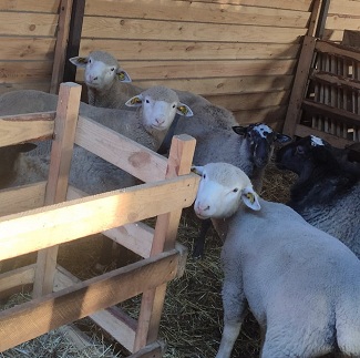В Омской области молодой фермер организовал овцеферму