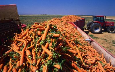 В Саратовской области произведено 366,5 тыс. тонн овощей