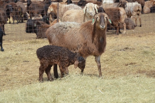 Как овцеводство набирает обороты:новая тенденция способна поддержать экономику Зауралья  / Курганская область