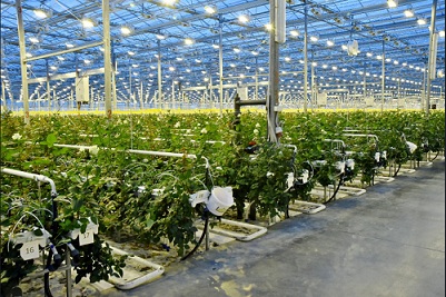Новосибирская область будет производить 7 млн роз в год