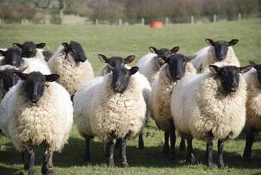 Курганские фермеры благодаря гранту увеличили поголовье овец