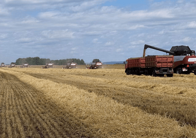 В Башкирии урожай зерновых превысил 720 тыс. тонн