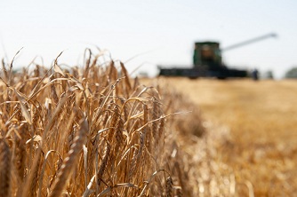 Новосибирское хозяйство собирает по 65 ц/га пшеницы