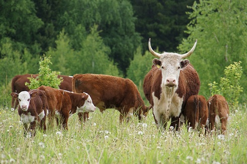 В Удмуртии растет число производителей говядины