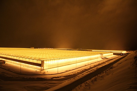 Крупнейший в Прикамье тепличный комплекс начал поставки продукции