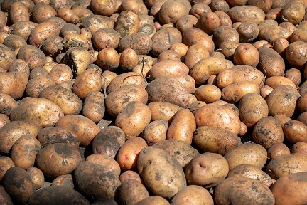 В Чувашии увеличат посевы картофеля