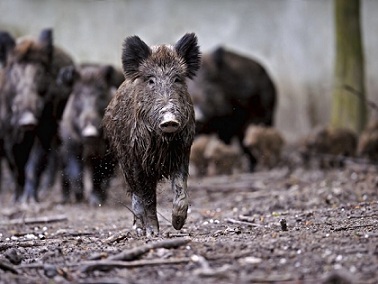 В Башкирии – вспышка африканской чумы свиней